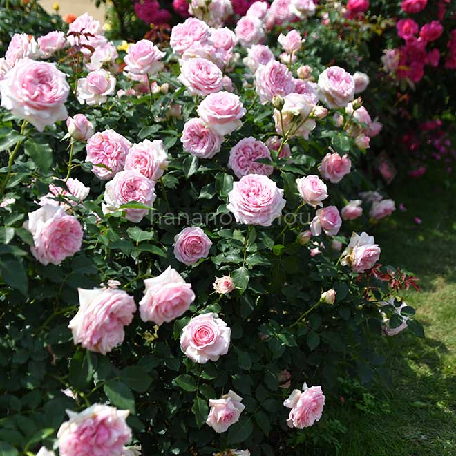 バラ 春乃｜花の手帖の薔薇図鑑