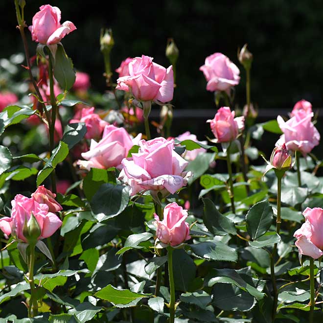 バラ 春の声|花の手帖の薔薇図鑑
