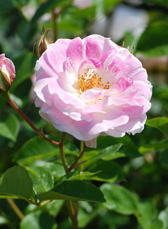 バラ 春の舞｜花の手帖の薔薇図鑑