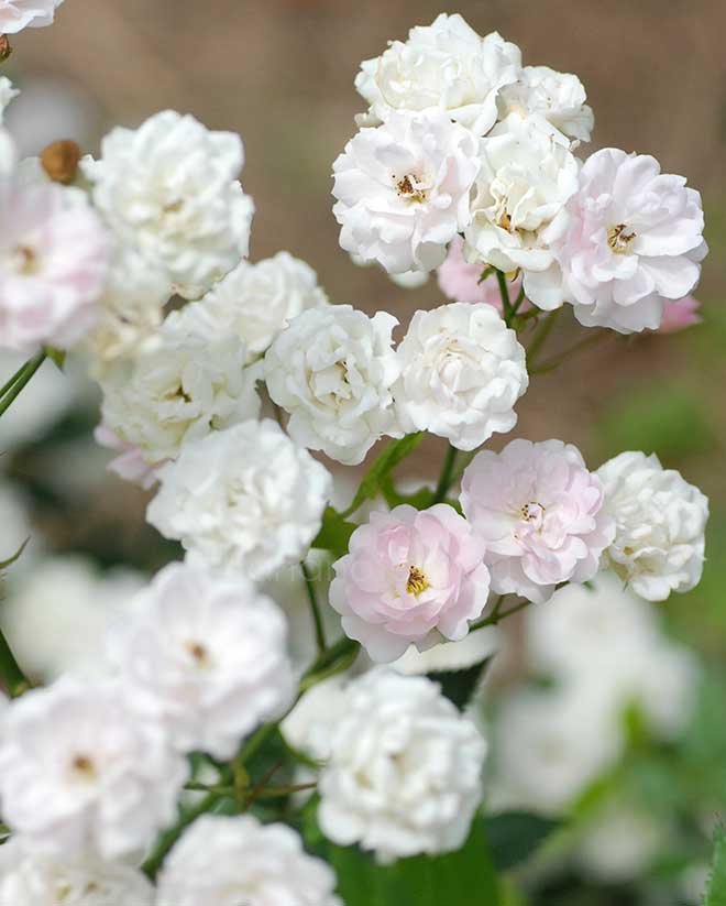 バラ 春の雪｜花の手帖の薔薇図鑑