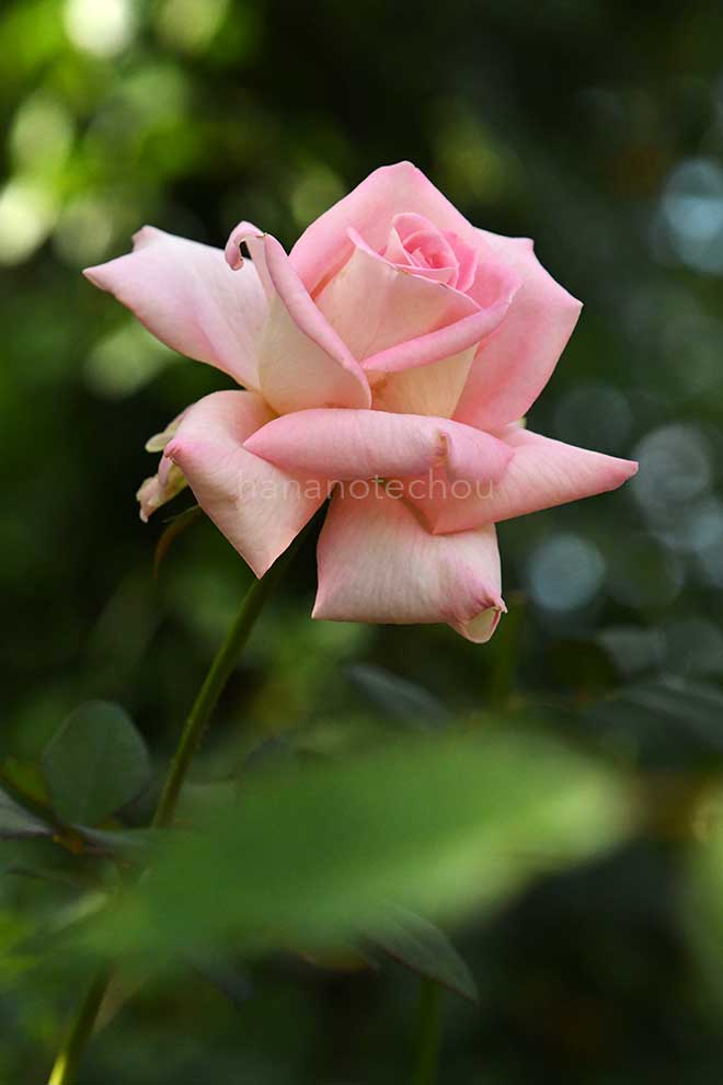 バラ 晴世｜花の手帖の薔薇図鑑