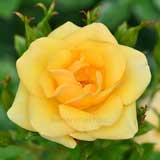 バラ ハーベストフェイヤー｜花の手帖の薔薇図鑑