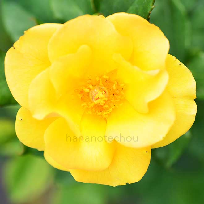 バラ ハーベスト フェイヤー|花の手帖の薔薇図鑑