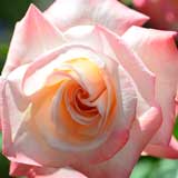 バラ 初雁｜花の手帖の薔薇図鑑