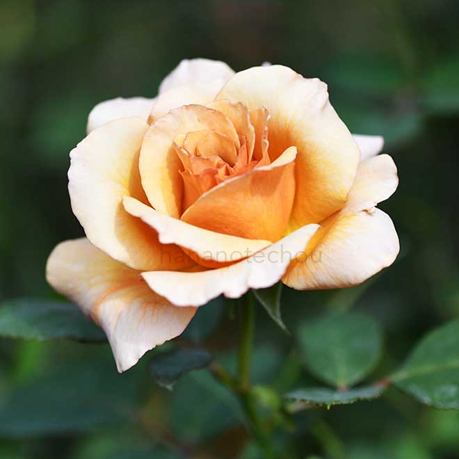 バラ はつね|花の手帖の薔薇図鑑