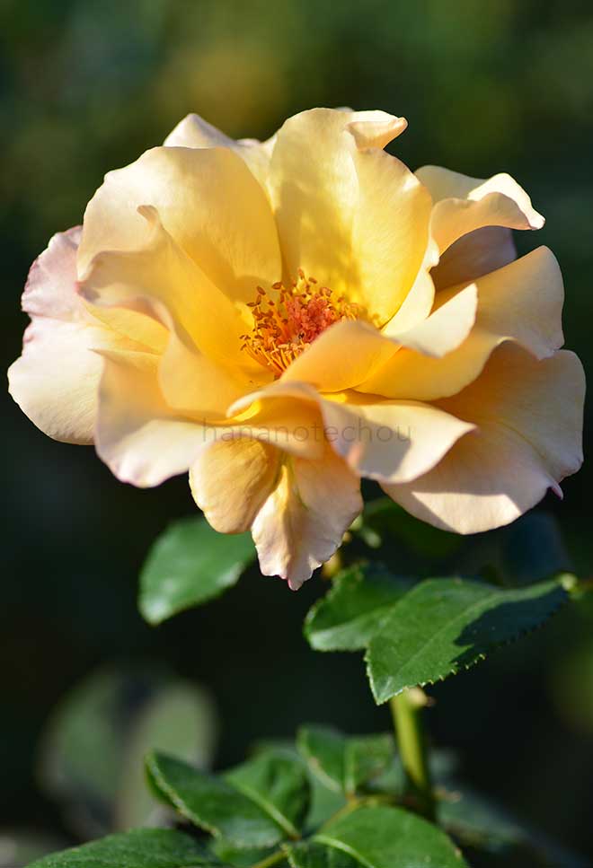 バラ はつね|花の手帖の薔薇図鑑