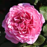 バラ ヒーリング|花の手帖の薔薇図鑑