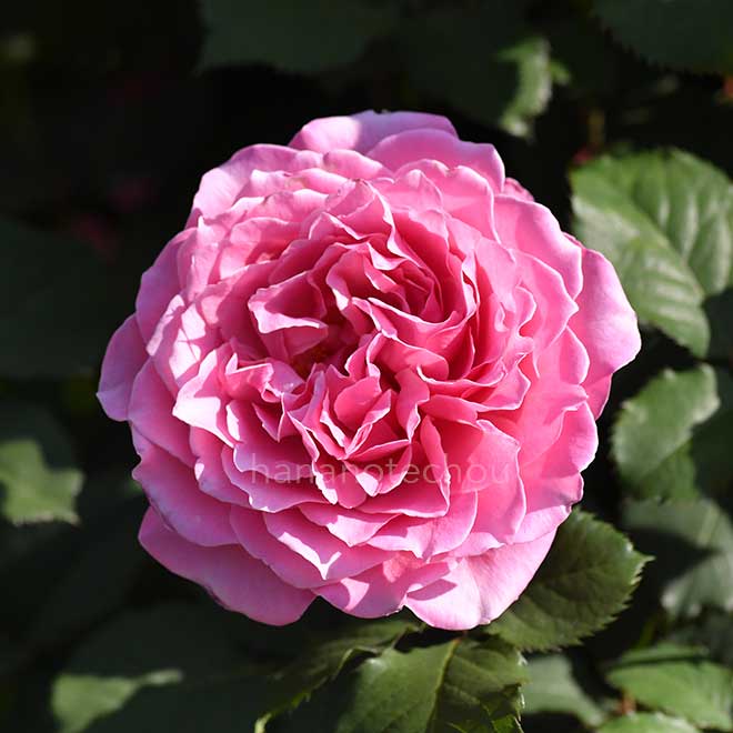 バラ |花の手帖の薔薇図鑑