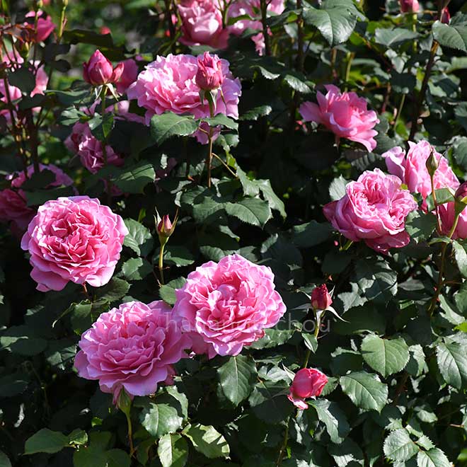 バラ |花の手帖の薔薇図鑑