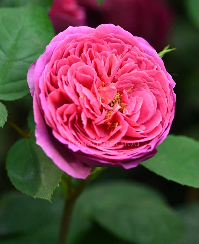 バラ ヒースクリフ|花の手帖の薔薇図鑑