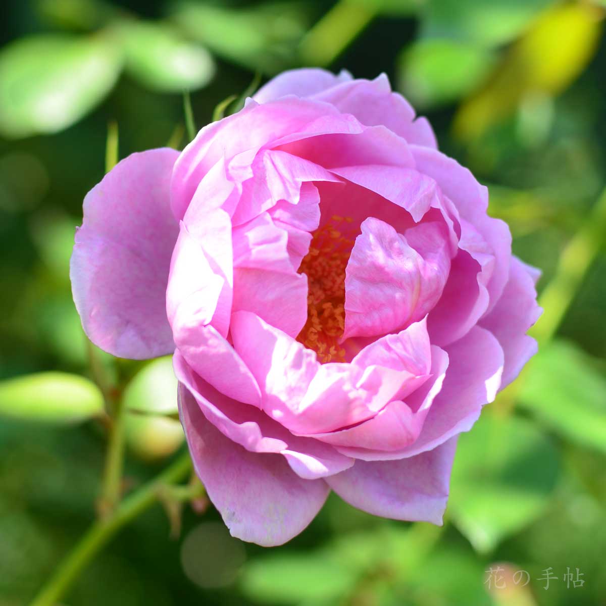 バラ ヘザー オースチン｜花の手帖の薔薇図鑑