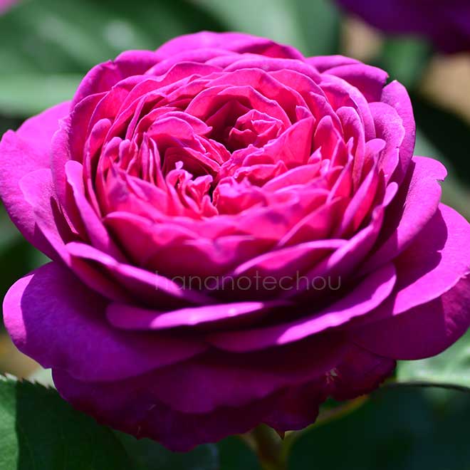 バラ ハイディ クルム ローズ｜花の手帖の薔薇図鑑