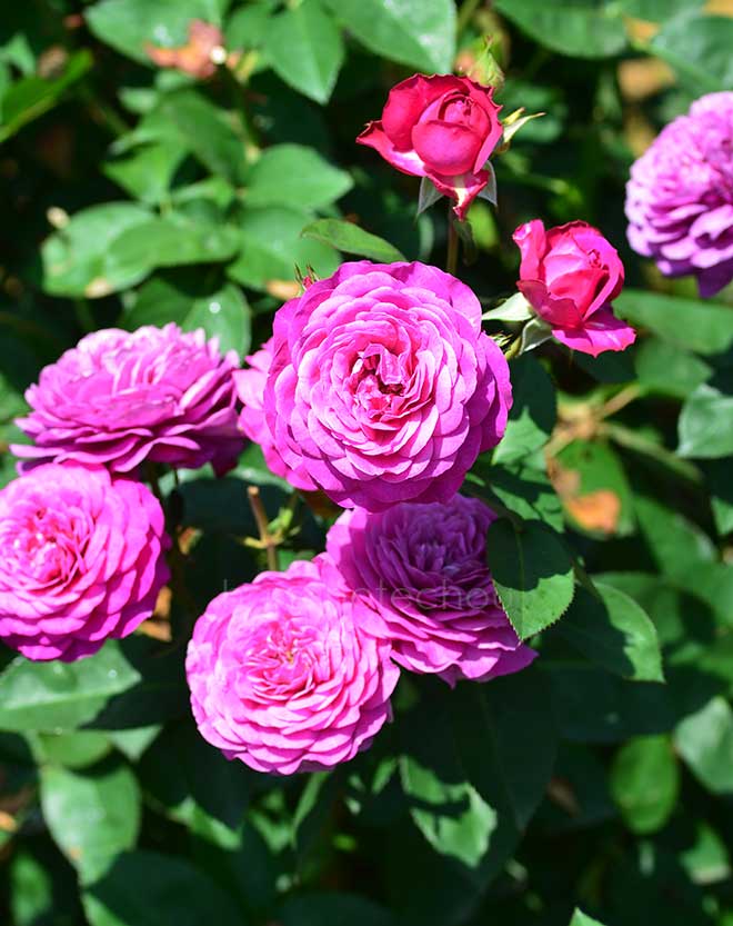 バラ ハイディ クルム ローズ｜花の手帖の薔薇図鑑