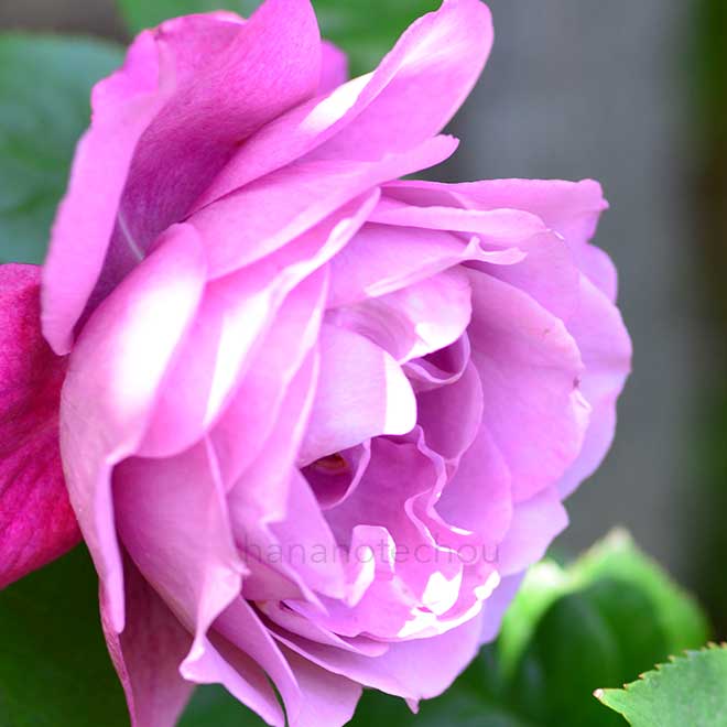 バラ ヘアルーム|花の手帖の薔薇図鑑