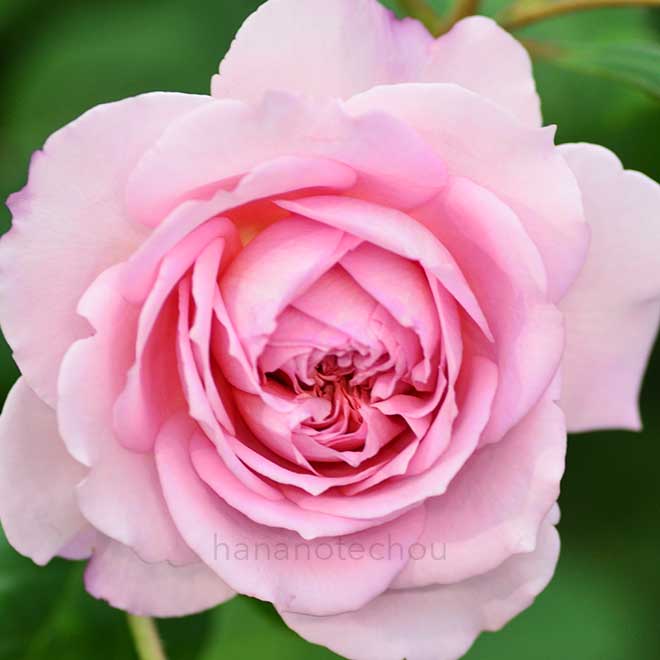 バラ ヘレン｜花の手帖の薔薇図鑑