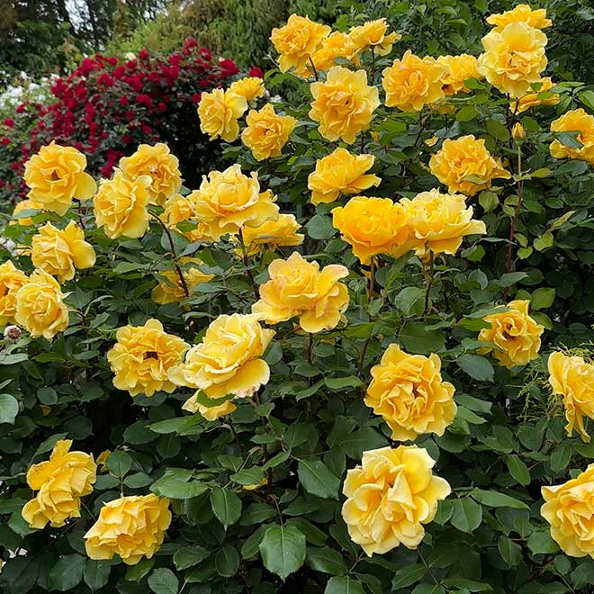 バラ ヘンリー フォンダ｜花の手帖の薔薇図鑑