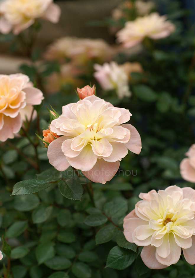 バラ ハー マジェスティ｜花の手帖の薔薇図鑑