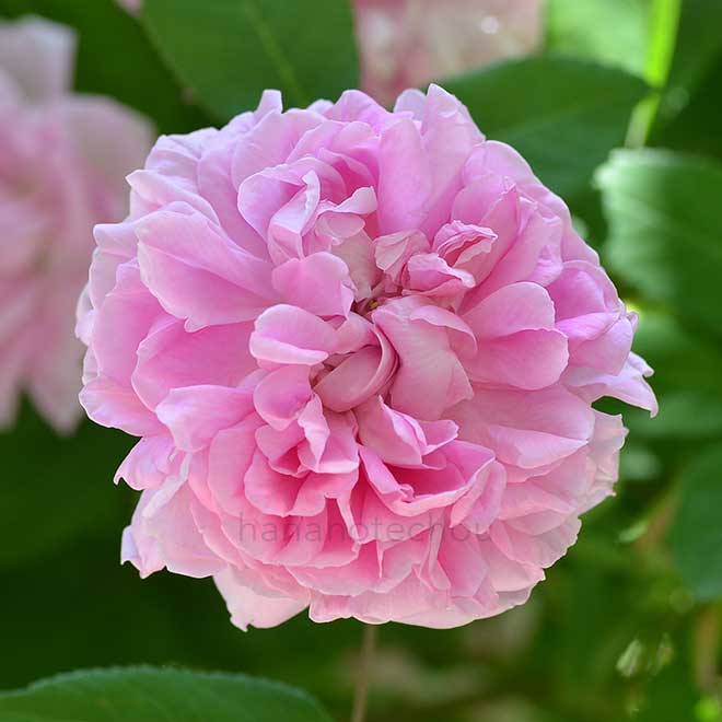 バラ ハーマジェスティ｜花の手帖の薔薇図鑑