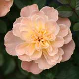 バラ ハーマジェスティ｜花の手帖の薔薇図鑑