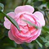 バラ ヒーロー｜花の手帖の薔薇図鑑