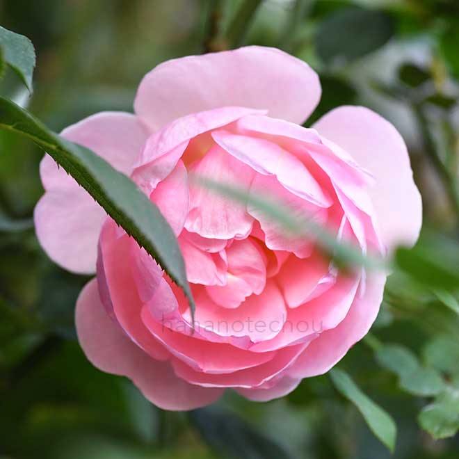 バラ ヒーロー|花の手帖の薔薇図鑑