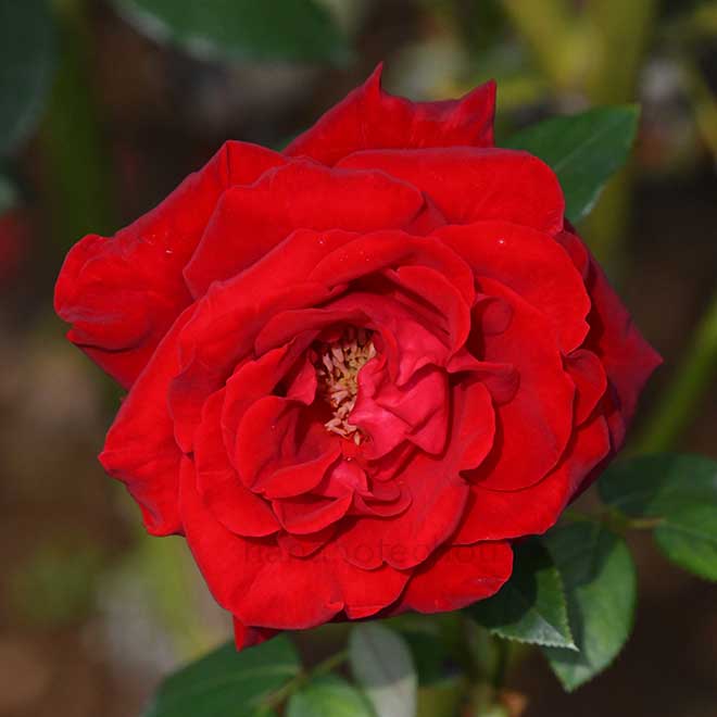 バラ ヘルツ アス｜花の手帖の薔薇図鑑