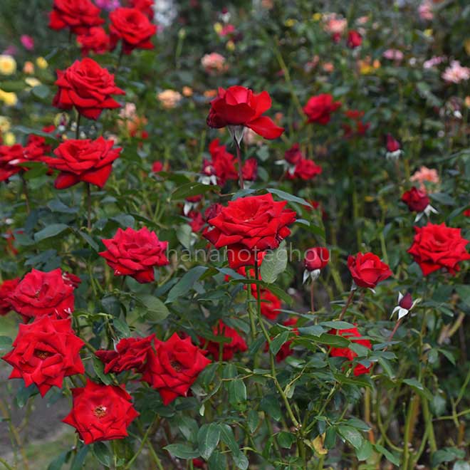 バラ ヘルツ アス｜花の手帖の薔薇図鑑