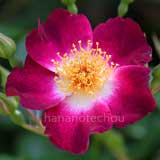 バラ ヒアワサ|花の手帖の薔薇図鑑