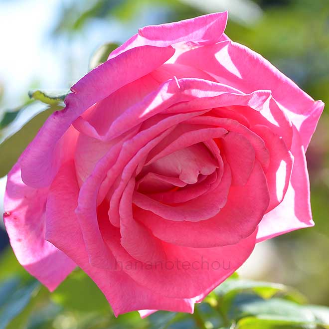 バラ ハイ エステーム｜花の手帖の薔薇図鑑