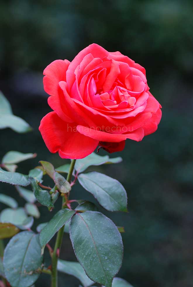 バラ 緋扇｜花の手帖の薔薇図鑑