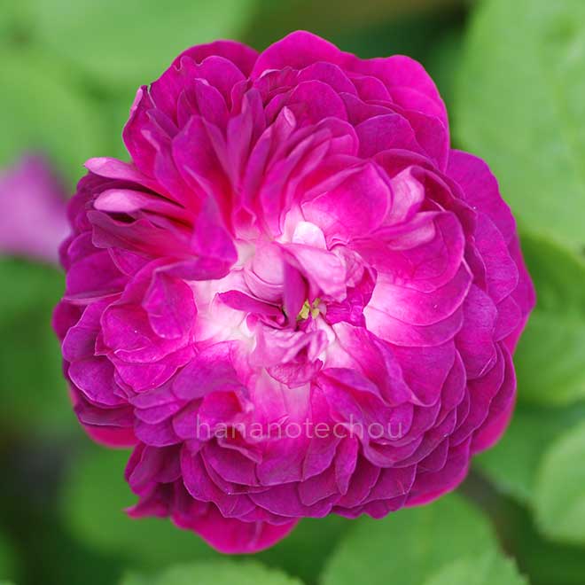 バラ ヒッポリテ|花の手帖の薔薇図鑑