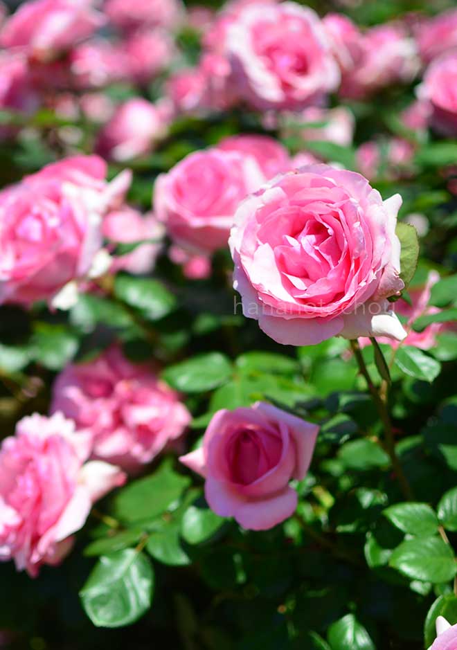 バラ ヒストリー｜花の手帖の薔薇図鑑