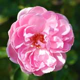バラ ｜花の手帖の薔薇図鑑