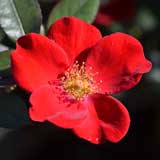 バラ ホームラン｜花の手帖の薔薇図鑑