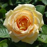 バラ ハニー ブーケ|花の手帖の薔薇図鑑