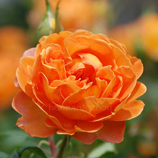 バラ ハニー キャラメル｜花の手帖の薔薇図鑑