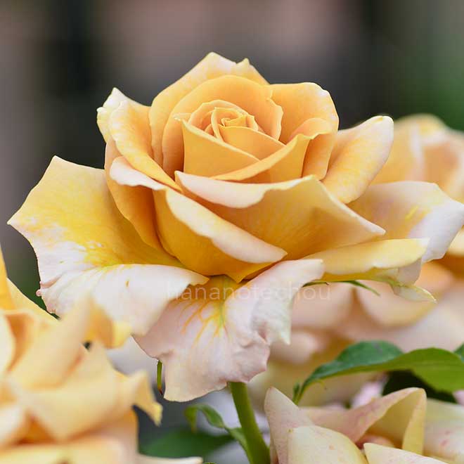 バラ ハニー ディジョン|花の手帖の薔薇図鑑