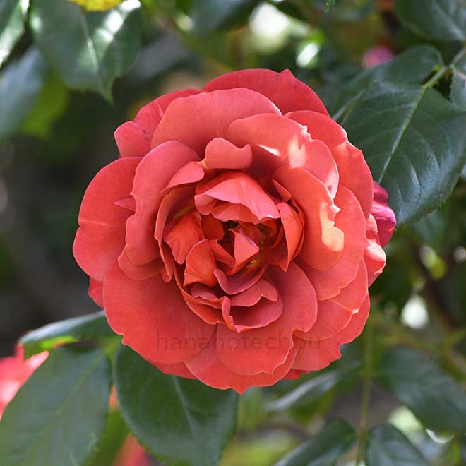 バラ ホット チョコレート｜花の手帖の薔薇図鑑