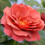 バラ ホット ココア｜花の手帖の薔薇図鑑