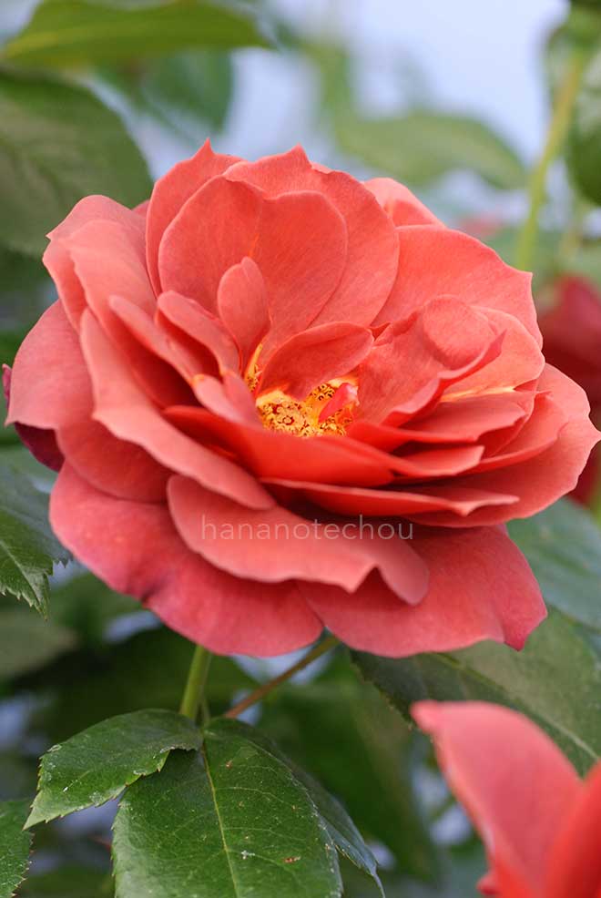 バラ ホット ココア｜花の手帖の薔薇図鑑