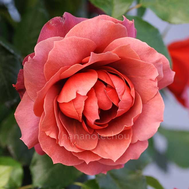 バラ ホット ココア｜花の手帖の薔薇図鑑