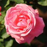 バラ ピース|花の手帖の薔薇図鑑