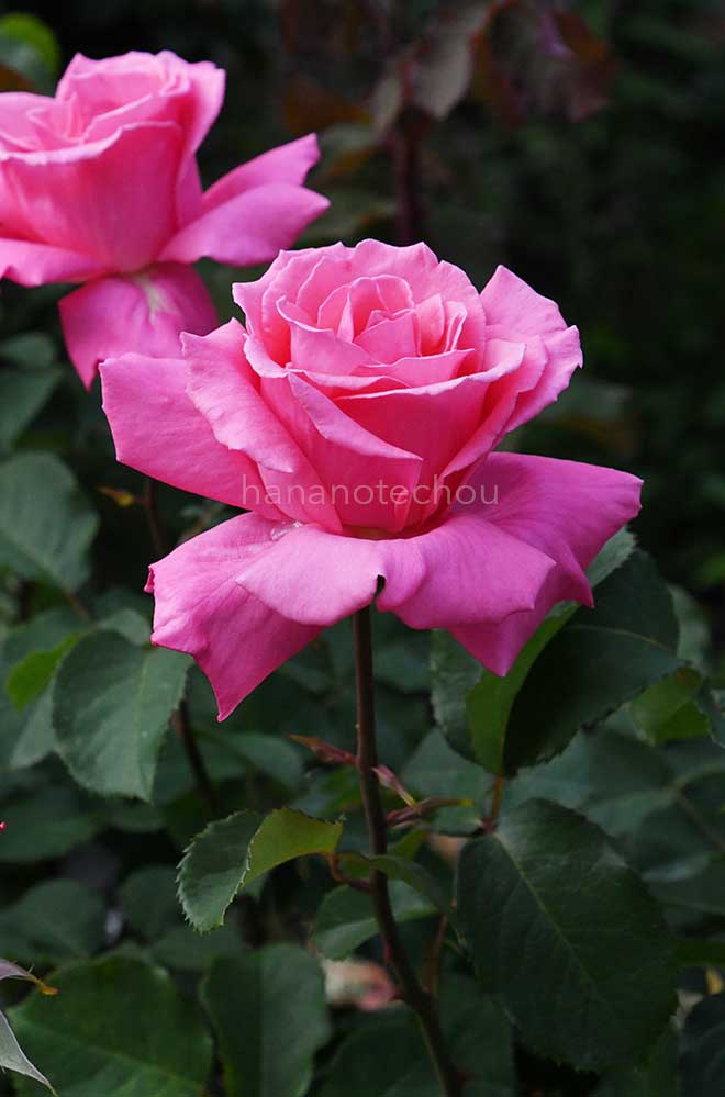 バラ 芳純
｜花の手帖の薔薇図鑑