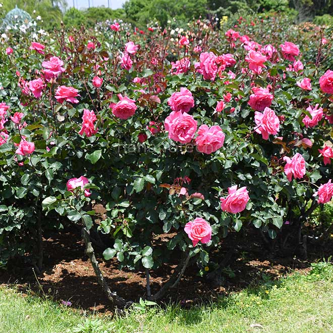 バラ 芳純
｜花の手帖の薔薇図鑑