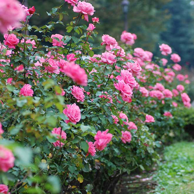 バラ 芳純
｜花の手帖の薔薇図鑑