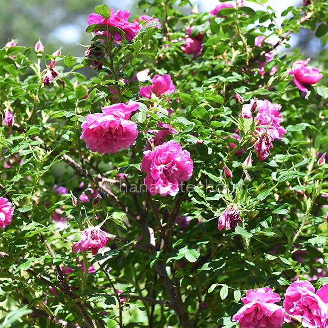 バラ 豊華|花の手帖の薔薇図鑑