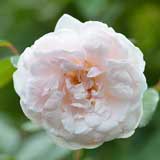 バラ ｜花の手帖の薔薇図鑑