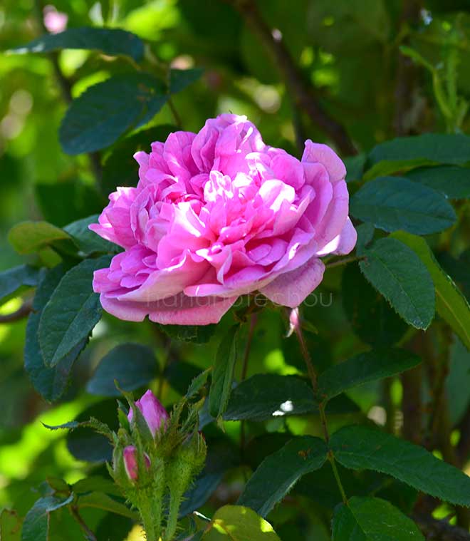 バラ ハンスレットモス｜花の手帖の薔薇図鑑