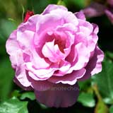 バラ クロード ブラッスール｜花の手帖の薔薇図鑑