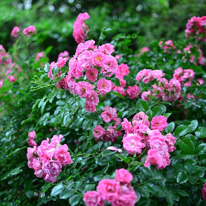 バラ パルメンガルテン フランクフルト｜花の手帖の薔薇図鑑